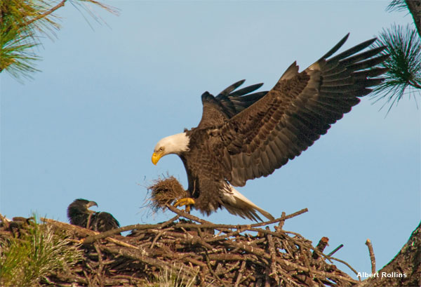 Eagle Landing by Albert Rollins