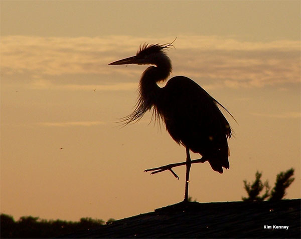 Blue Heron at Sunset by Kim Kenney