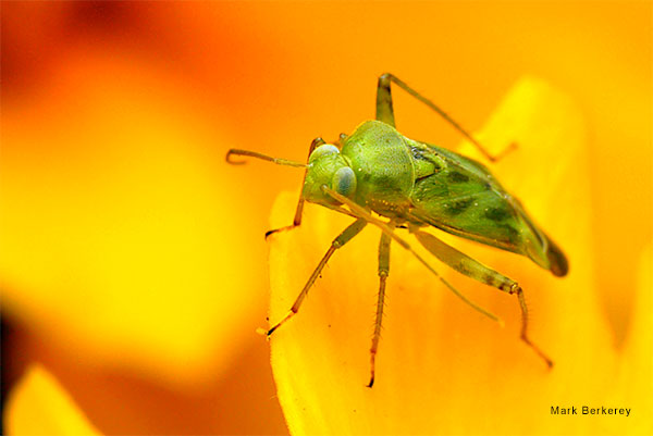 Green Bug on Orange by Mark Berkerey