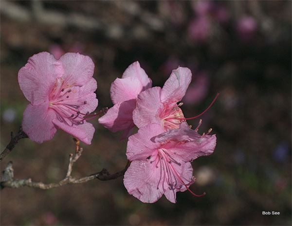 Korean Rhododendron by Bob See