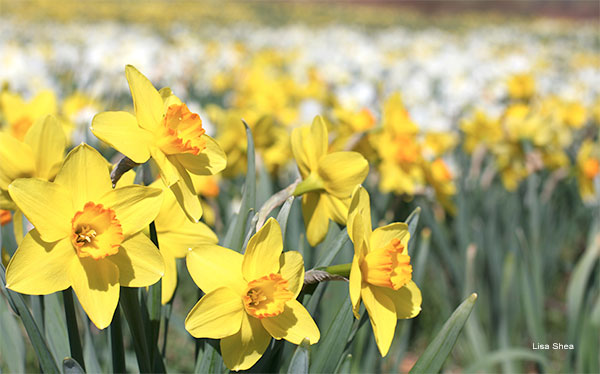 Daffodil Field by Lisa Shea