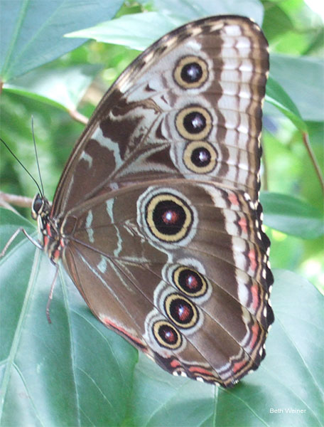 Brown Butterfly - But It Is So Much More! by Beth Weiner