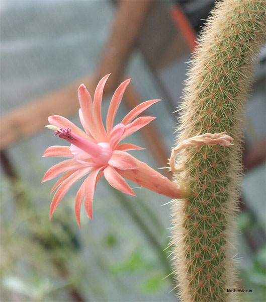 Burro Cactus Flower by Beth Weiner